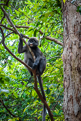 Image showing Lutung monkey, Perhentian Islands, Terengganu, Malaysia