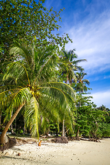 Image showing Tropical beach in Koh Lipe, Thailand