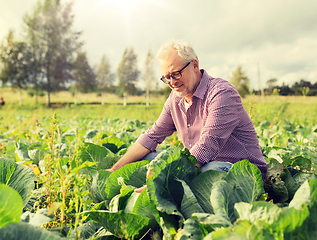 Image showing senior man growing white cabbage at farm