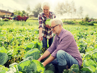 Image showing senior couple picking cabbage on farm
