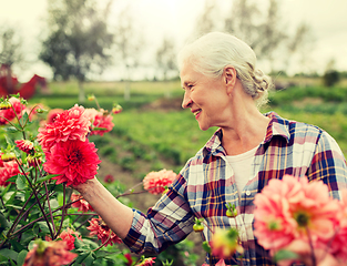 Image showing senior woman with flowers at summer garden