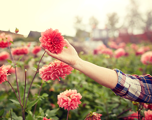 Image showing hand of senior woman with flowers at summer garden