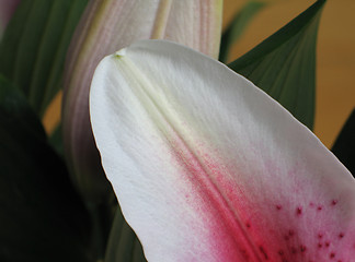 Image showing pink flower petal close up