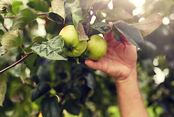 Image showing hand with apples growing at summer garden