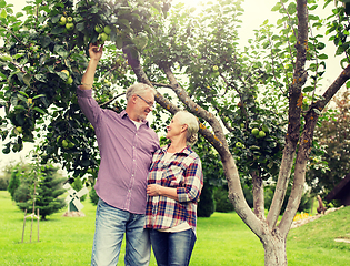 Image showing senior couple with apple tree at summer garden