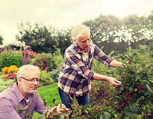 Image showing senior couple harvesting currant at summer garden