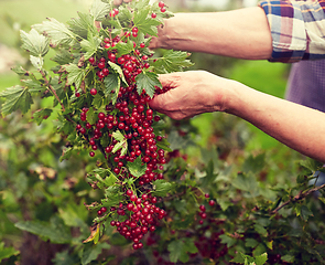 Image showing senior woman with red currant at summer garden