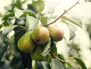 Image showing close up of pear tree branch