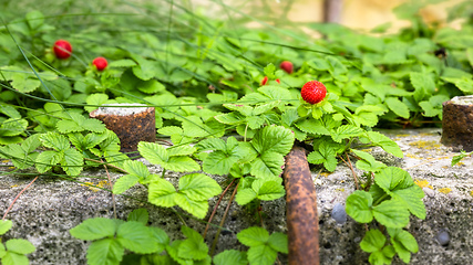 Image showing wild strawberries in the garden