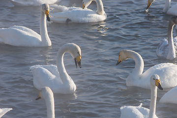 Image showing Beautiful white whooping swans