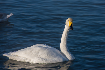 Image showing Beautiful white whooping swans