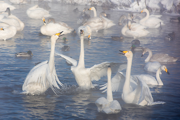 Image showing Beautiful white whooping swans