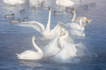 Image showing Beautiful white whooping swans