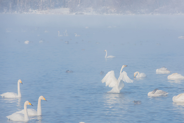 Image showing Beautiful white whooping swans