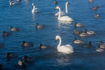 Image showing Beautiful white whooping swans