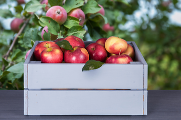 Image showing Red apples in wooden box on table