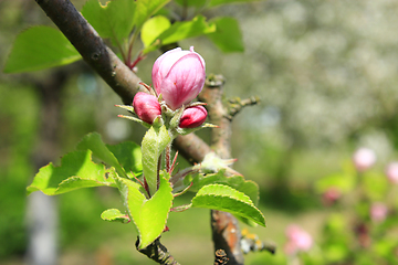 Image showing pink bud of apple tree