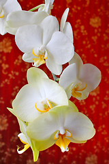 Image showing pink orchids on the background of luxurious wallpaper