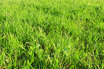 Image showing meadow with green grass