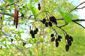 Image showing alder with catkins and cones in the spring