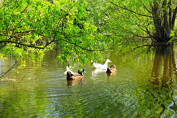 Image showing Flight of ducks swim on the river