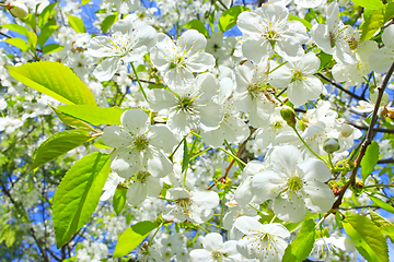 Image showing branch of blossoming cherry