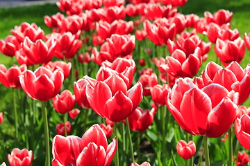 Image showing red tulips on the flower-bed