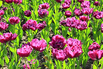 Image showing lilac tulips on the flower-bed