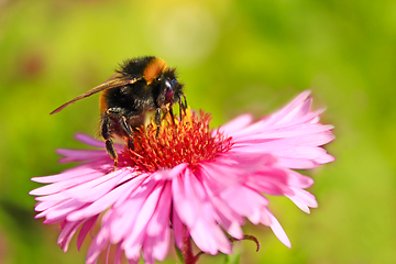 Image showing bumblebee sits on the aster