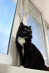 Image showing black cat sits on the window-sill 