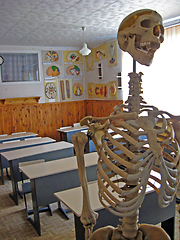 Image showing skeleton in the class of anatomy