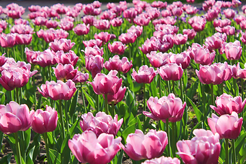 Image showing lilac tulips on the flower-bed