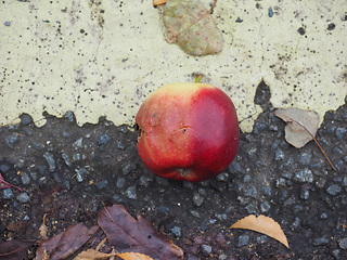 Image showing Red apple fruit