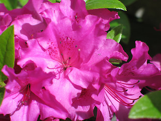 Image showing magenta rhododendron bush in bloom