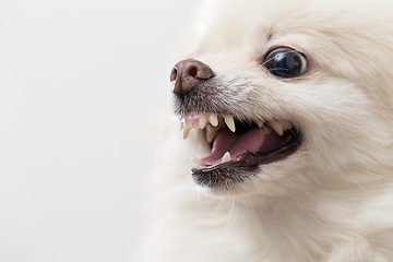 Image showing White Pomeranian barking