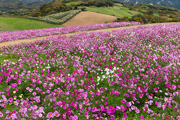 Image showing Cosmos flower field