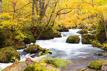 Image showing Oirase Stream in autumn