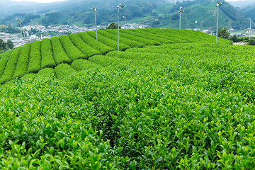 Image showing Green Tea field