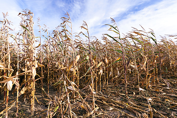 Image showing yellowed ripe corn