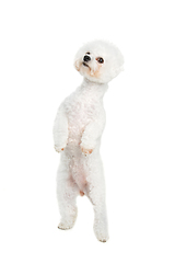 Image showing beautiful bichon frisee dog