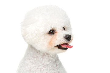 Image showing beautiful bichon frisee dog