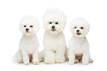 Image showing beautiful bichon frisee dogs