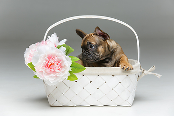 Image showing cute french bulldog puppy in basket