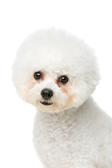 Image showing beautiful bichon frisee dog