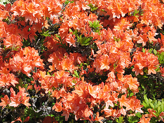 Image showing orange rhododendron bush in bloom