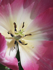 Image showing purple and white close-up tulip