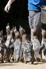 Image showing Pinguin is being fed