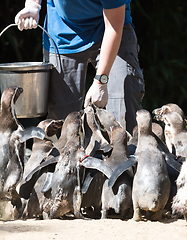 Image showing Pinguin is being fed