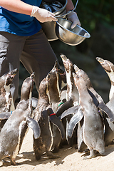 Image showing Pinguin is being fed