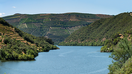 Image showing Point of view shot of terraced vineyards in Douro Valley